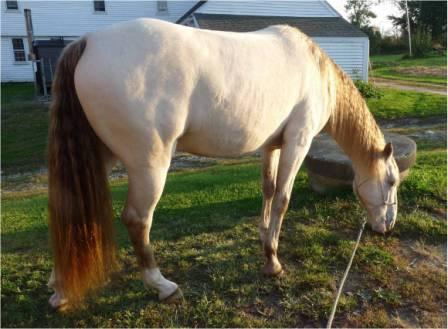 The End Result – full, silky and shiny mane & tail