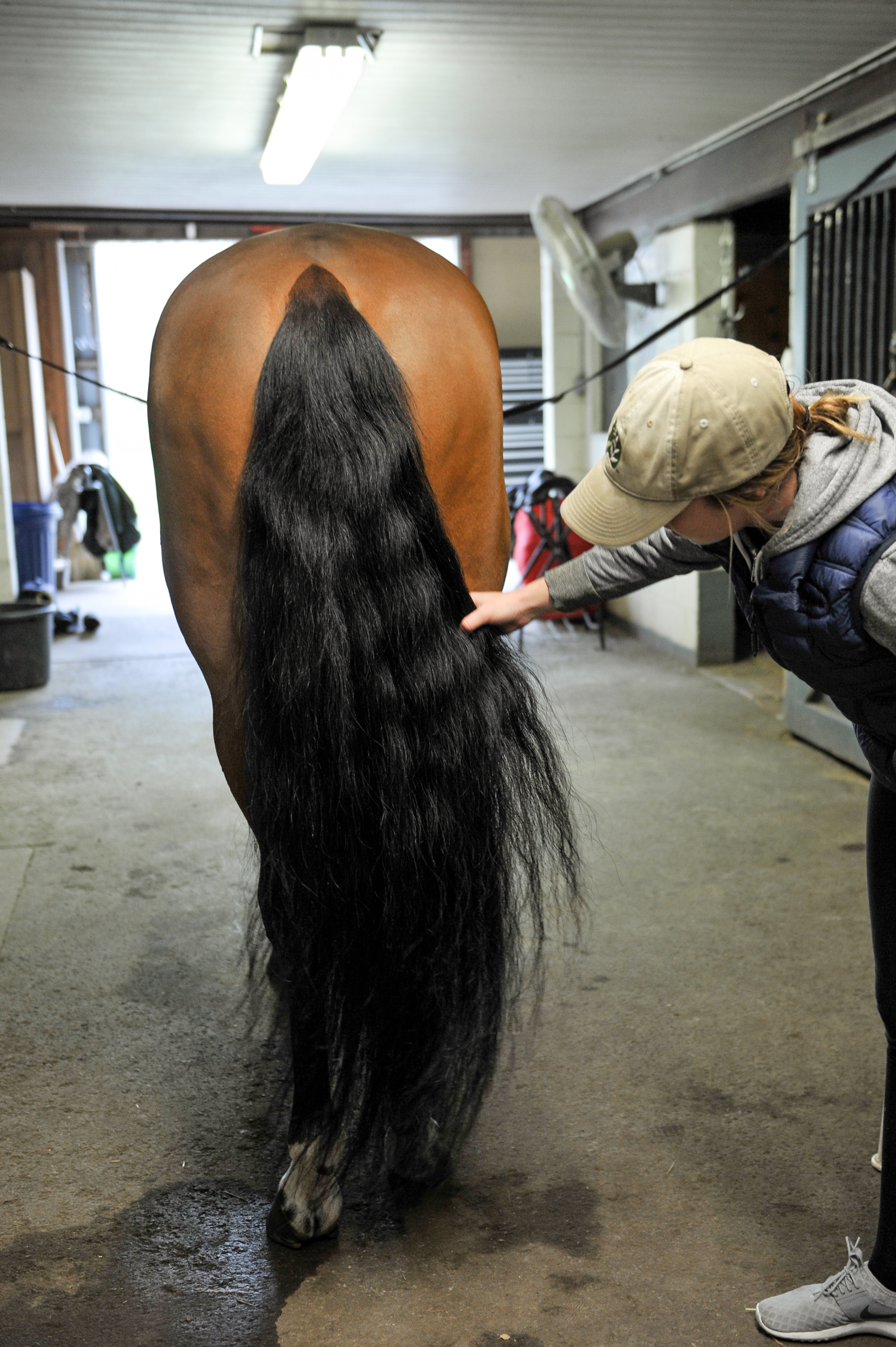 Manes & Tails the EcoLicious Way - Ecolicious Equestrian